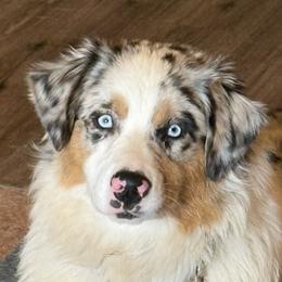 Ruby - Australian Shepherd
