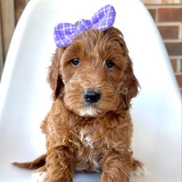 Sparrow - Apricot female Goldendoodle puppy in Pulaski, Tennessee from Doodle My Heart