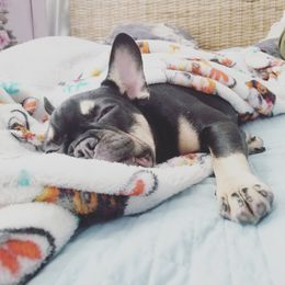 French Bulldog Puppies from French Vanilla Frenchies