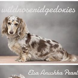 Elsa - Dachshund