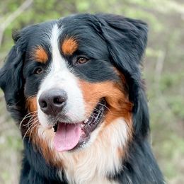 Rover - Bernese Mountain Dog