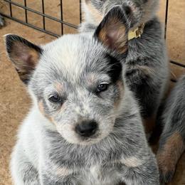 Boy 2 - Blue male Australian Cattle Dog puppy in Irvington, Kentucky from Dry Valley’s Australian Cattle Dogs