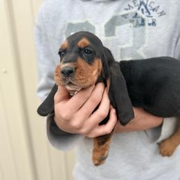 Boy 3 - Black tan and white male Basset Hound puppy in Hudson, Michigan from Bachman’s Kennel