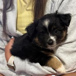 KIX BROOKS - COUNTRY LEGENDS - Black tri male Toy Australian Shepherd puppy in Syracuse, Indiana from Klenke Toy Aussies
