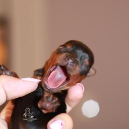 Yorkshire Terrier Puppies from Essence of Grace Yorkies