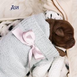 Ash - Caramel red female Australian Labradoodle puppy in Redding, California from Shasta Royal Monroe Puppies