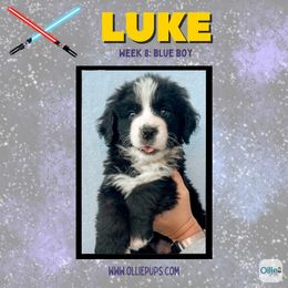 Luke - male Golden Mountain Dog puppy in Boiling Springs, South Carolina from OlliePups, LLC