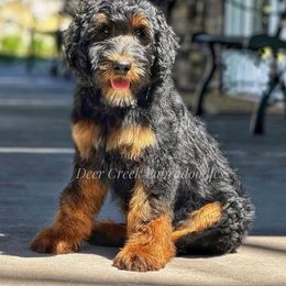 Australian Labradoodle, Cavapoo, and Goldendoodle Puppies from Deer Creek Labradoodles