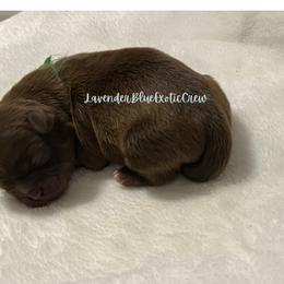 Oregano - Liver male Shih Tzu puppy in Olive Branch, Mississippi from Lavender Blue Exotic Crew