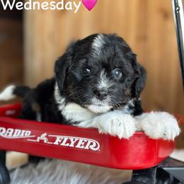 Wednesday - Black tri-color female Aussiedoodle puppy in Lancaster, Minnesota from Finney Ranch