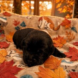Girl 2 - Black female Labrador Retriever puppy in Davenport, New York from New England Premier English Labradors