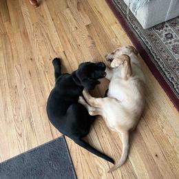 Labrador Retriever Puppies from Branley's Riverside Labradors