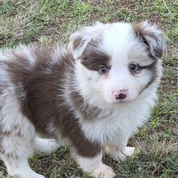 Red Merle Boy 2 CH sired - Blue merle male Border Collie puppy in Newalla, Oklahoma from Roughstock Border Collies and Dachshunds