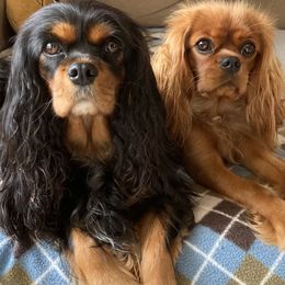 Cavalier King Charles Spaniel and Poodle All Grown Up from Central Coast Standard Poodles & Cavaliers