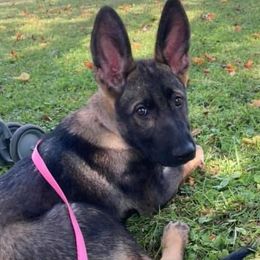 German Shepherds from Valorridge K9s