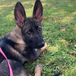 German Shepherds from Valorridge K9s