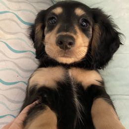 Chandler - Black and cream Dachshund puppy in Chicago, Illinois from A&M Dachshund Den