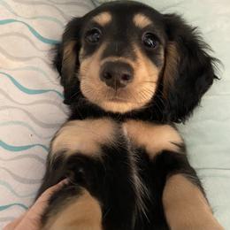 Chandler - Black and cream Dachshund puppy in Chicago, Illinois from A&M Dachshund Den