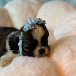 HAILEY - Red and white female Shih Tzu puppy in Kamilche, Washington from Serendipity Shih tzu