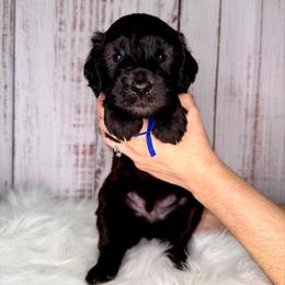 Fudge - Black male Goldendoodle puppy in Miami, Florida from Jade’s Paws & Co. Of Miami LLC