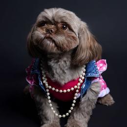 Twix - Shih Tzu