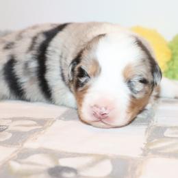 Dio - Blue merle male Australian Shepherd puppy in Colorado from Firestone Australian Shepherds