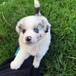 Whinnie - Blue merle female Australian Shepherd puppy in Richmond, Virginia from RVA Aussies