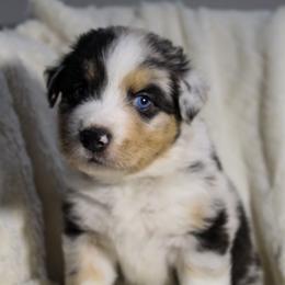 Trooper - Blue merle male Australian Shepherd puppy in Canyon Lake, Texas from Cascade Australian Shepherds