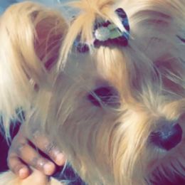 Yasmine - Yorkshire Terrier