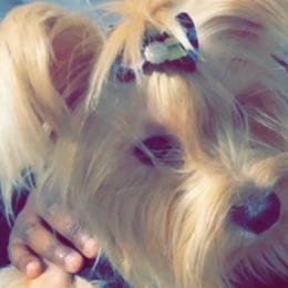 Yasmine - Yorkshire Terrier
