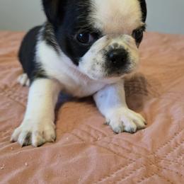 Girl 2 - Brindle female Pug puppy in Auburn, Kentucky from Prentice Family Pugs, Bugs & Corgis