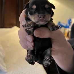 Girl 2 - Miniature Schnauzer puppy in Brighton, Michigan from Front Runner Miniature Schnauzers