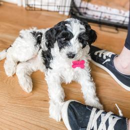 Bernedoodle and Whoodle Puppies from Fleury Farm Doodles NC