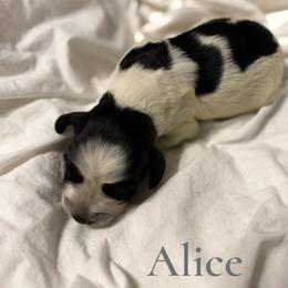 Girl 2 - female English Springer Spaniel puppy in Arcadia, Florida from Redemption Fields Springer Spaniels