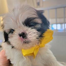 Timmy - Black gold and white male Shih Tzu puppy in Corona, California from Trinity Shihtzu's So Calif