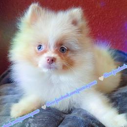 Lavender Merle Parti - Lavender male Pomeranian puppy in Albany, Oregon from Purrs N Poms
