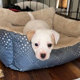 Betsy - White and tan female Russell Terrier puppy in Orange, Virginia from Woodside