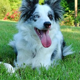 Border Collie All Grown Up from Buck Branch Border Collies