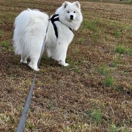Samoyed All Grown Up from Stirling Silver Samoyeds