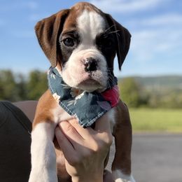 Pink Collar Flashy Fawn Female - Fawn female Boxer puppy in Alpine, New York from Kickin Rooster AKC Boxers