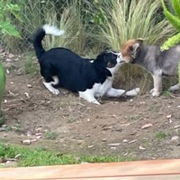 Miniature Australian Shepherd Puppies from Amberwood DD Aussies