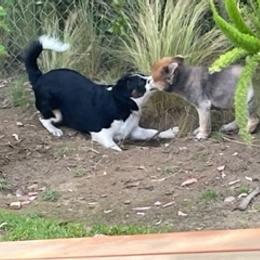 Miniature Australian Shepherd Puppies from Amberwood DD Aussies