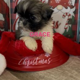 Grace - Tricolor female Shih Tzu puppy in Denton, Maryland from Little Lions the Shih Tzu Kingdom