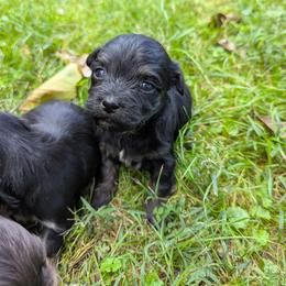 Female 2 - Black female Havanese puppy in Zanesville, Ohio from Charlotte Landry