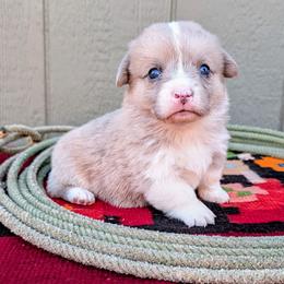 Kenny - Fawn merle male American Corgi puppy in Shawnee, Oklahoma from Sunray Ranch