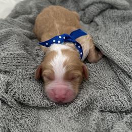 Romeo - Red  male Goldendoodle puppy in Fayetteville, Georgia from Darling Doodles