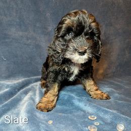 Slate - Black and white male Cockapoo puppy in Sunset, Louisiana from Cano Cockapoos