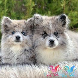 Pomsky Puppies from Under The Sea Pomskies