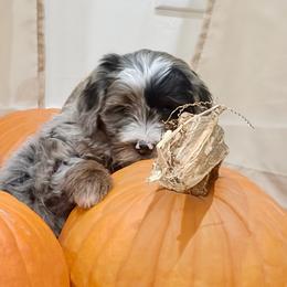 Skywalker - Blue merle male Bernedoodle puppy in Ogden, Utah from Salty Point Doodles