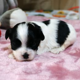 Lazzara - Black and white male Havanese puppy in Hamptonville, North Carolina from Alabama Havanese Kennel